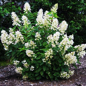 Гортензія волотиста 'Unique'. Контейнер 3 л