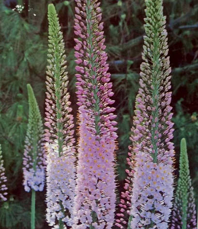 Еремурус (Ширяш) Robustus (Робустус) 1 шт. Україна., фото 2