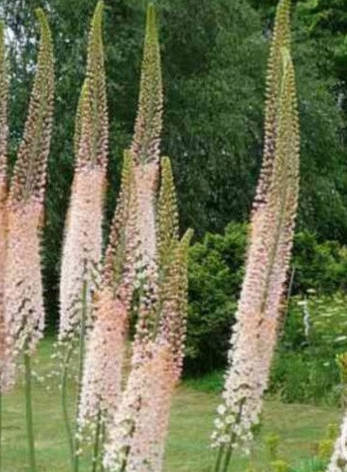 Eremurus (Ширяш) Romance (Романс) 1 шт. Україна, фото 2