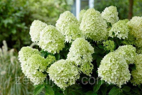 Гортензия метельчатая Селекшн 2 года / Гортензия метельчатая Selection / Hydrangea paniculata Selection - фото 2 - id-p1238960104