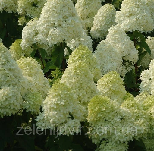 Гортензия метельчатая Селекшн 2 года / Гортензия метельчатая Selection / Hydrangea paniculata Selection - фото 1 - id-p1238960104