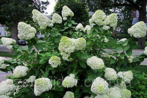 Гортензия метельчатая Селекшн 2 года / Гортензия метельчатая Selection / Hydrangea paniculata Selection - фото 3 - id-p1238960104