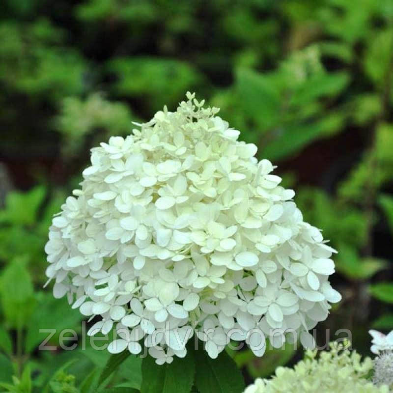 Гортензія морозостійка Selection 2 річна, Гортензія волотиста Селекшн, Hydrangea paniculata Selection - фото 4 - id-p1238960104