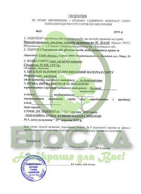 Груша Кучерянка, фото 3