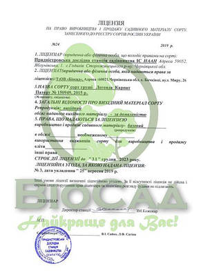 Груша Легенда Карпат, фото 4