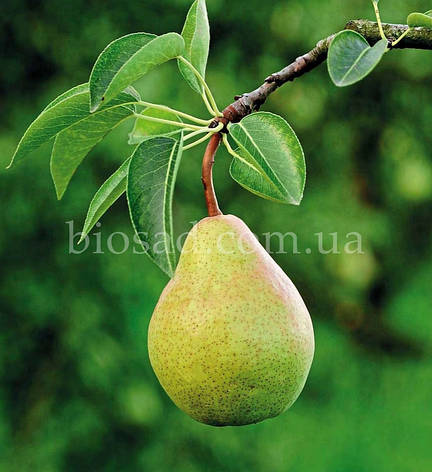 Груша Мадам Балле (Madam Balle), фото 1
