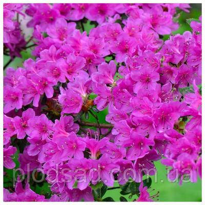 Рододендрон японський Geisha Purple С2