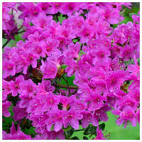 Рододендрон японський Geisha Purple С2