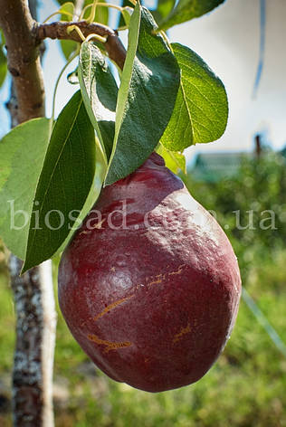 Груша Старкрімсон (Starkrimson)/(Red Favorite), фото 1