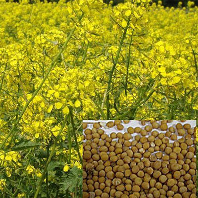 Горчица сидерат 1кг | Сравнить цены и купить по акции со скидкой на Prom.ua