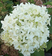 Гортензія волотиста Скайфолл / С5 / Hydrangea Skyfall, фото 3