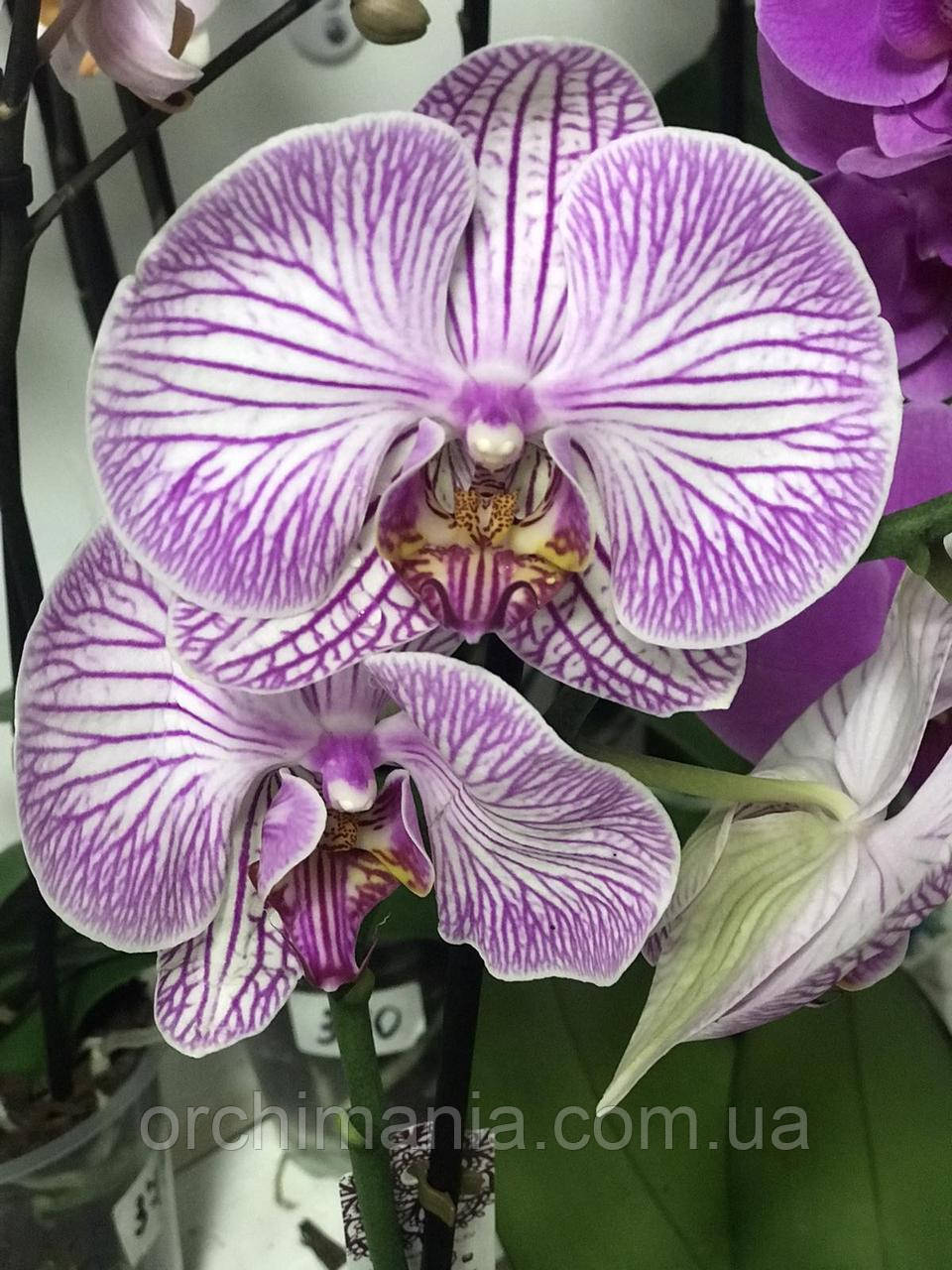 Орхидея фаленопсис - фото 1 - id-p1239389153