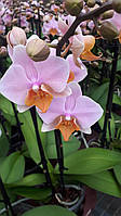 Орхидея фаленопсис TULCAN на 2 цветоноса