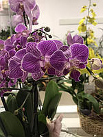 Орхидея Фаленопсис на 2 розетки на 4 цветоноса