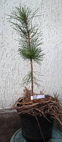 Сосна горная Костельничек (Pinus mugo Kostelnicek) . Привитая на штамб. Контейнер 5л.