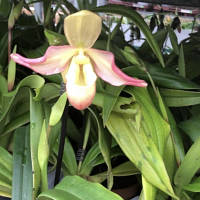 Орхидея ФРАГМИПЕДИУМ ,Sedenii башмачок цветущая