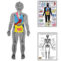 Скелет людини з органами HEGA з плакатами-вказівками