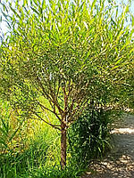 Ива ломкая (Ракита) 'Булата' Salix fragilis 'Bulata' C60L h 500