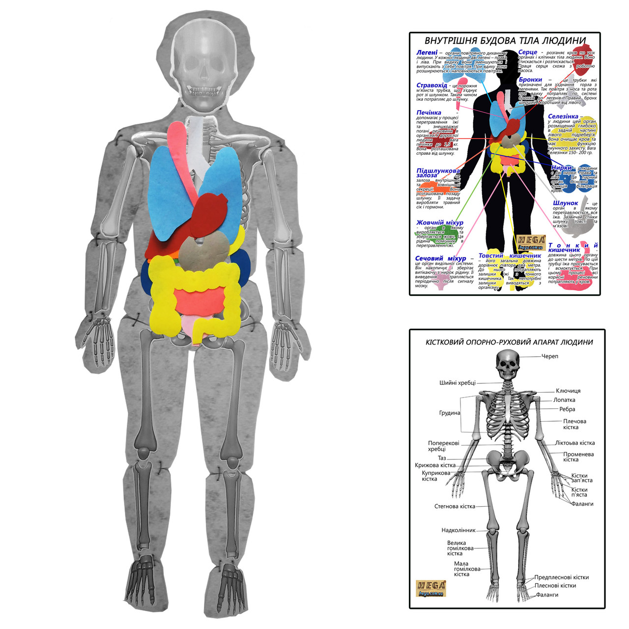 Модель тіла людини розбірна з органами HEGA з плакатами