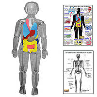 Модель тіла людини розбірна з органами HEGA з плакатами