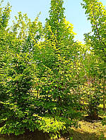 Граб обыкновенный Carpinus betulus Heskelement С 90 L h 350-500