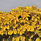 Виноград дівочий Yellow Wall, фото 4