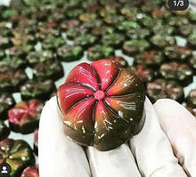 No 404 полікарбонатна форма для шоколадних цукерок Туреччина Implast