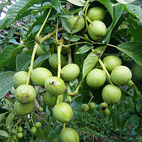 Саженцы Грецкого ореха Кочерженко - (привитой) - раннего срока, урожайный, скороплодный