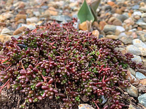 Очиток (седум) білий Murale, фото 3