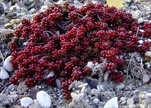 Очиток (седум) білий Murale, фото 2