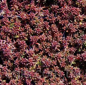 Очиток (седум) білий Murale