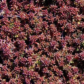 Очиток (седум) білий Murale, фото 1