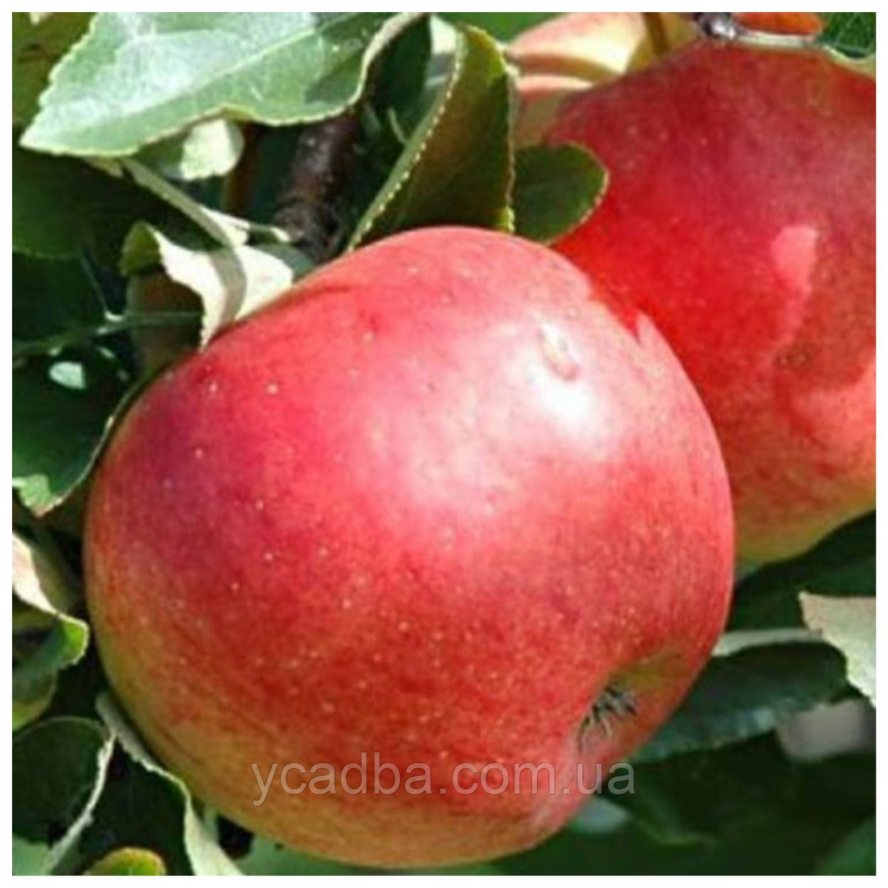 Яблуня Теремок (осіння), фото 1