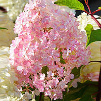 Гортензия метельчатая Диамантино / Гортензия метельчатая Diamantino / Hydrangea paniculata Diamantino