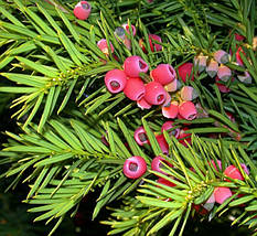 Тис середній Хіллі / h 60-80 / Taxus media Hillii, фото 5