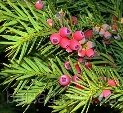 Тис середній Хіллі / h 15-20 / Taxus media Hillii, фото 4