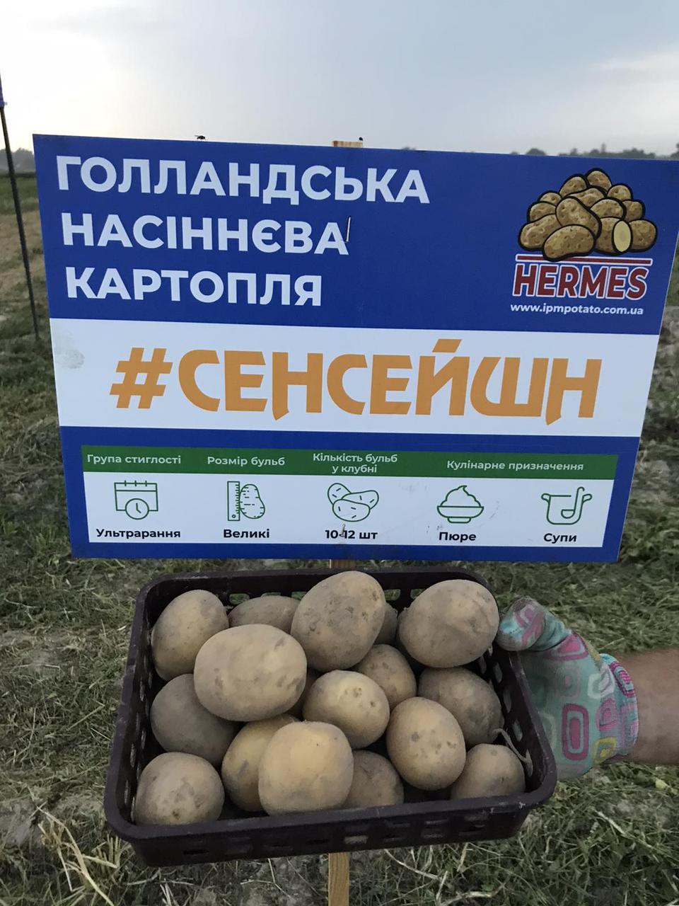 Картоплю Сенсація 1 репродукція 3кг