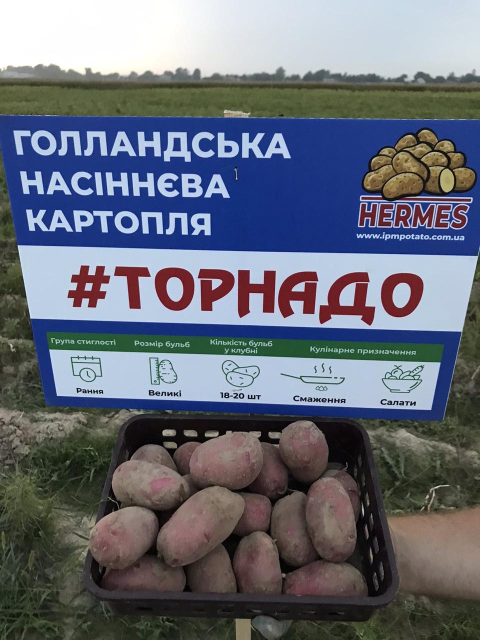 Картопля Торнадо 3кг