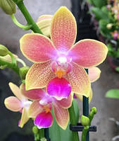 Орхидея Фаленопсис Лиодоро ароматный на 1/3 цветоноса