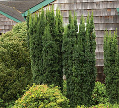 Тис середній Хіллі / h 60-80 / Taxus media Hillii, фото 4