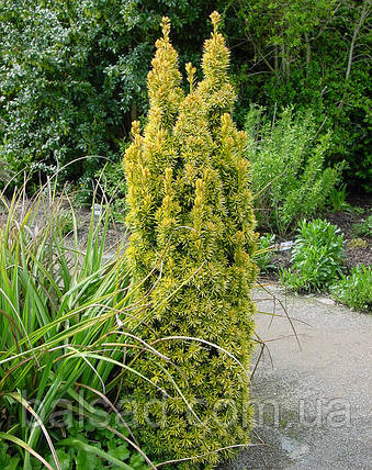 Тис ягідний Давід / С10 / h 50-60 / Taxus baccata David, фото 4