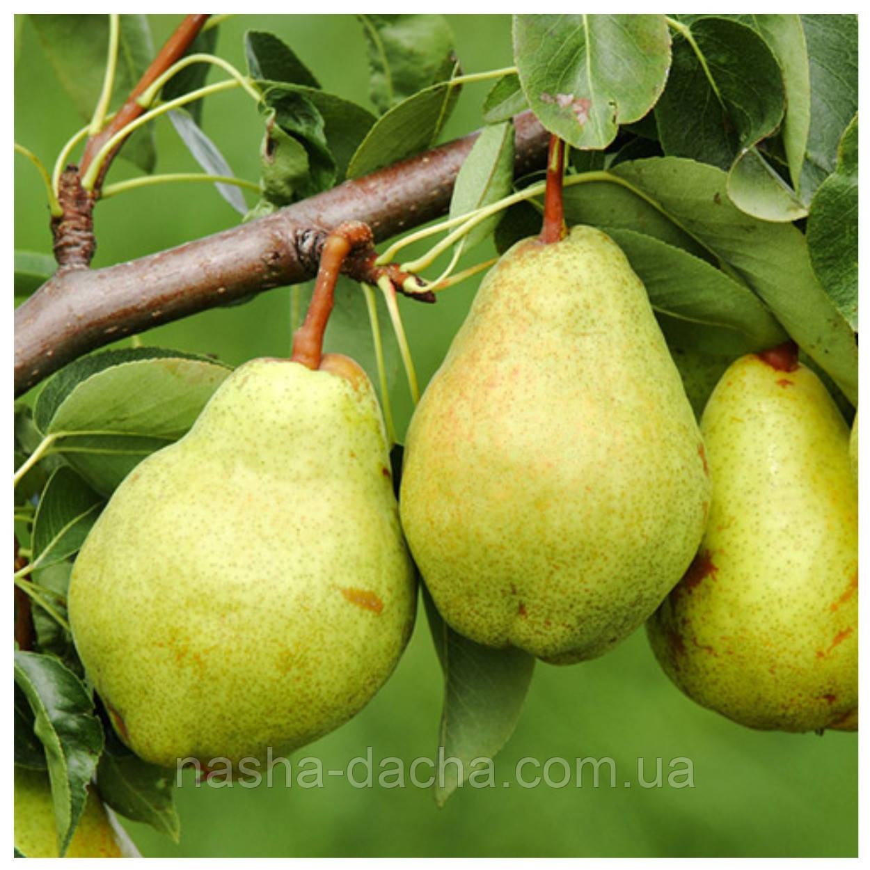 Груша Богема (зимова)