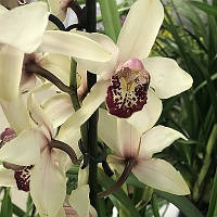 Орхидея ЦИМБИДИУМ на 1/2 цветоноса высота 90+