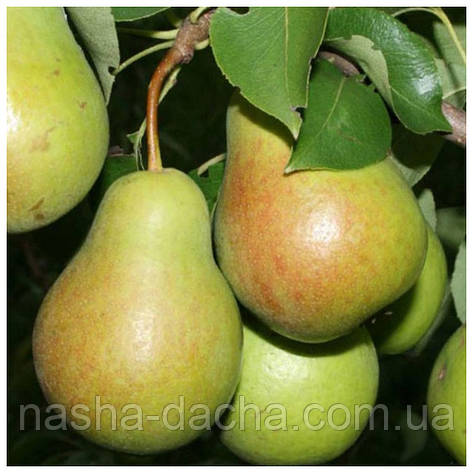 Груша "Чижева" (літня), фото 1