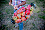 Рол для збирання яблук, плодозбірник, фото 3