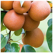 Груша азіатська Наші (середньостигла)