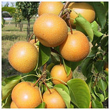 Груша Азійська Даїцуї Лі осіня