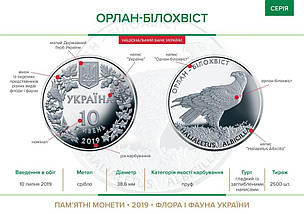Срібна монета НБУ "Орлан-білохвіст", фото 6
