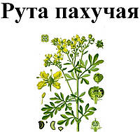 Рута пахучая (садовая, душистая), трава сухая, 40 грамм.