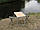 Купити туристичний стіл зі стільцями "На природі О1+2" (Стіл складной в чохлі і 2 складних стільця в чохлі), фото 7